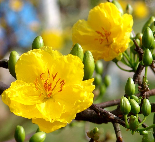 Nếu như hoa đào đặc trưng cho Tết miền Bắc thì hoa mai đặc trưng cho Tết của miền Nam. Sắc mai vàng tươi, rực rỡ không chỉ báo hiệu một mùa xuân mới mà còn thể hiện ý nghĩa may mắn và hạnh phúc.