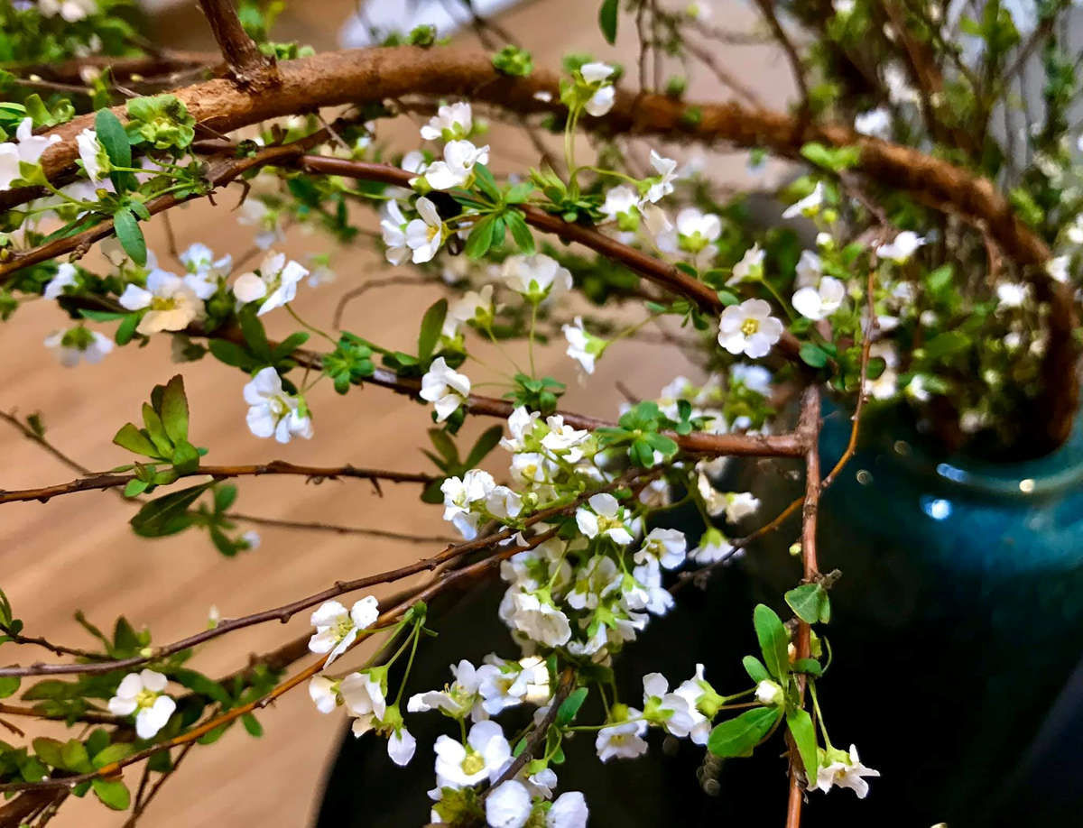 Loại hoa này nhỏ nhắn, nhẹ nhàng lại có màu trắng tinh khôi thể hiện cho sự tinh khiết, thanh tao. Hoa và lá lại thường mọc với mật độ dày nên tạo cho chúng ta có được cảm giác xum xuê, thể hiện cho sự phồn thịnh, thịnh vượng, may mắn