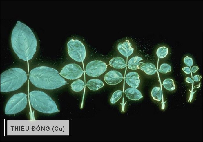 Bột vi lượng đồng (Cu) là nguyên tố vi lượng, thuộc 1 trong tổng số 8 nguyên tố vi lượng có lợi cho cây trồng, Đồng tồn tại trong tự nhiên có khả năng oxi hoá cao. Đồng có hai hoá trị