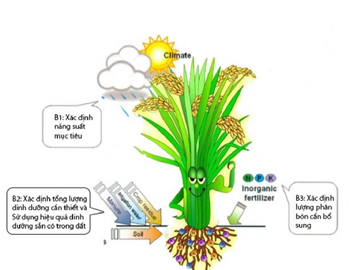 Phân bón vi lượng là hỗn hợp gồm các chất hóa học nhằm cung cấp các loại nguyên tố vi lượng cho cây trồng như kẽm, đồng, Clo, sắt, Mangan,… Mặc dù một số chất vi lượng cần rất ít nhưng đôi khi lại rất quan trọng đối với cây trồng. Nhiều khi còn bổ sung các nguyên tố siêu vi lượng, đất hiếm, chất kích thích sinh trưởng.