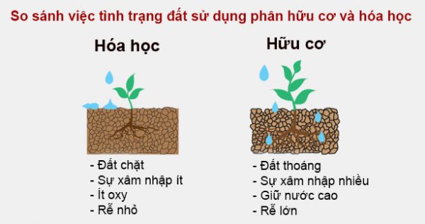 Phân bón sinh học hay còn có tên gọi khác là phân bón hữu cơ sinh học, chúng được sản phẩm được sản xuất từ các nguyên liệu hữu cơ trộn lẫn với nhau và xử lý các công đoạn bằng cách lên men. Bên cạnh đó, có một hoặc nhiều hơn thế các loại vi sinh vật có lợi để tăng và cân bằng hàm lượng các chất dinh dưỡng cần thiết cho cây trồng.