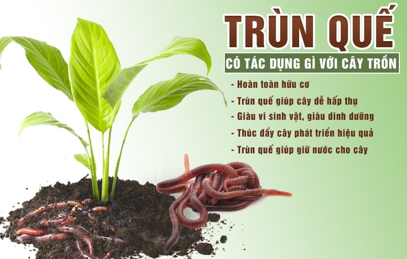 Phân trùn quế là loại phân organic hữu cơ vi sinh truyền thống được xử lý từ các nguồn nguyên liệu thiên nhiên và trải qua quá trình tiêu hóa của trùn quế ( trùn đỏ, trùn quế). Trùn quế sau khi ăn những chất hữu cơ như phân bò, phân trâu, phân heo, phân gà, phân vịt, rau, củ, quả hư,… sau đó thải ra phân.