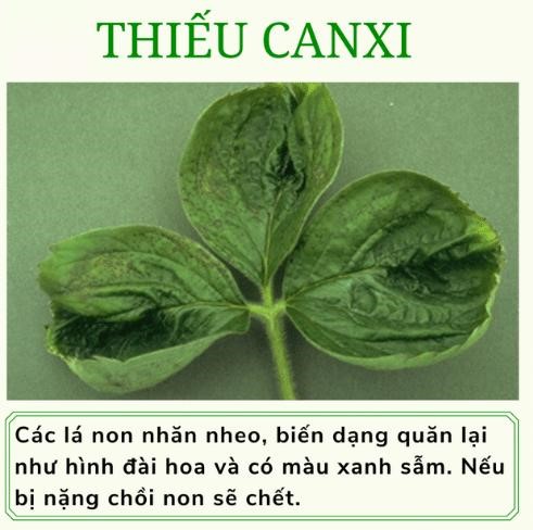 Phân trung lượng vôi - lân - canxi thực chất là một hỗn hợp các chất hóa học bổ sung dinh dưỡng trung lượng chính là Canxi, Magie và Silic (chỉ có 1 ít lân, tùy theo lượng dùng của nhà sản xuất < 5%). Chủ yếu phục vụ cho việc cải tạo đất, nâng cao pH đất cho đất chua và cung cấp thêm ít trung lượng cho cây trồng. Bên cạnh đó, đôi khi còn cho thêm các nguyên tố siêu vi lượng, đất hiếm, chất kích thích sinh trưởng.