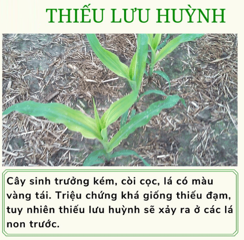 Phân trung lượng vôi - lân - canxi thực chất là một hỗn hợp các chất hóa học bổ sung dinh dưỡng trung lượng chính là Canxi, Magie và Silic (chỉ có 1 ít lân, tùy theo lượng dùng của nhà sản xuất < 5%). Chủ yếu phục vụ cho việc cải tạo đất, nâng cao pH đất cho đất chua và cung cấp thêm ít trung lượng cho cây trồng. Bên cạnh đó, đôi khi còn cho thêm các nguyên tố siêu vi lượng, đất hiếm, chất kích thích sinh trưởng.