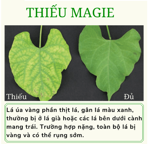 Phân trung lượng vôi - lân - canxi thực chất là một hỗn hợp các chất hóa học bổ sung dinh dưỡng trung lượng chính là Canxi, Magie và Silic (chỉ có 1 ít lân, tùy theo lượng dùng của nhà sản xuất < 5%). Chủ yếu phục vụ cho việc cải tạo đất, nâng cao pH đất cho đất chua và cung cấp thêm ít trung lượng cho cây trồng. Bên cạnh đó, đôi khi còn cho thêm các nguyên tố siêu vi lượng, đất hiếm, chất kích thích sinh trưởng.