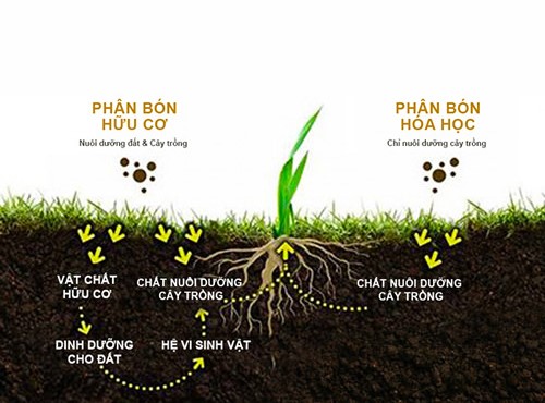 Phân bón sinh học hay còn có tên gọi khác là phân bón hữu cơ sinh học, chúng được sản phẩm được sản xuất từ các nguyên liệu hữu cơ trộn lẫn với nhau và xử lý các công đoạn bằng cách lên men. Bên cạnh đó, có một hoặc nhiều hơn thế các loại vi sinh vật có lợi để tăng và cân bằng hàm lượng các chất dinh dưỡng cần thiết cho cây trồng.