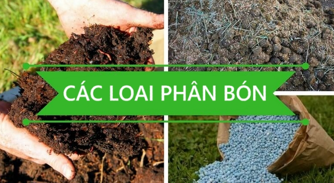 Phân bón sinh học hay còn có tên gọi khác là phân bón hữu cơ sinh học, chúng được sản phẩm được sản xuất từ các nguyên liệu hữu cơ trộn lẫn với nhau và xử lý các công đoạn bằng cách lên men. Bên cạnh đó, có một hoặc nhiều hơn thế các loại vi sinh vật có lợi để tăng và cân bằng hàm lượng các chất dinh dưỡng cần thiết cho cây trồng.