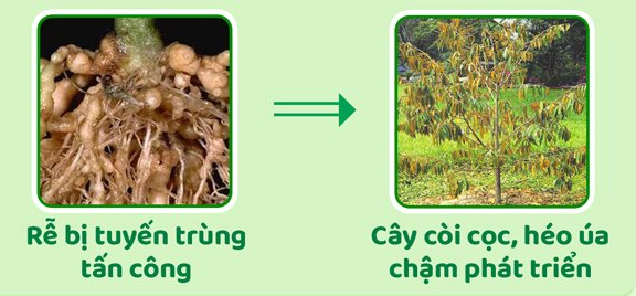 Bột kích rễ hay còn gọi với các tên khác là thuốc kích thích ra rễ, chúng được sử dụng nhiều trong thời gian giâm – chiết cành, tưới gốc, tưới lá, ủ hạt giống… giúp cây phát triển và phục hồi bộ rễ bị suy yếu hay thối quá dạng nhẹ do vận chuyển hoặc do điều kiện thời tiết bất lợi.