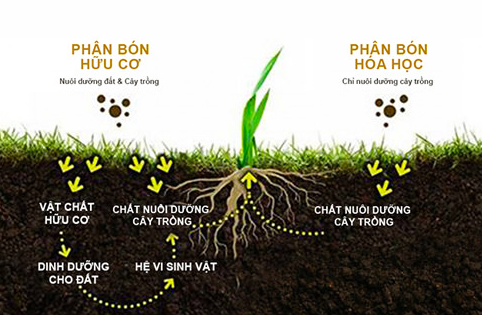 Bột hữu cơ vi sinh hay còn gọi là phân bón hữu cơ vi sinh, là một loại phân bón hữu cơ có chứa một hoặc nhiều chủng vi sinh vật có ích, được tạo thành bằng cách pha trộn và xử lý các nguyên liệu hữu cơ rồi sau đó cho lên men với các chủng vi sinh.