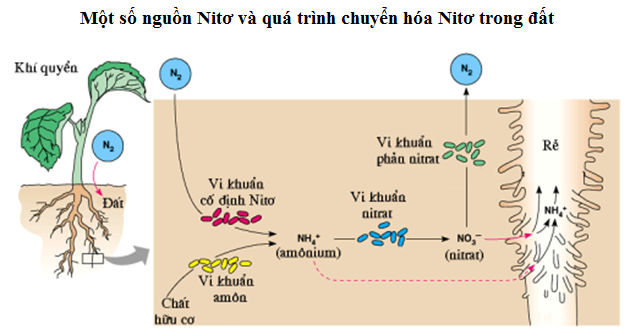 Bột hữu cơ vi sinh hay còn gọi là phân bón hữu cơ vi sinh, là một loại phân bón hữu cơ có chứa một hoặc nhiều chủng vi sinh vật có ích, được tạo thành bằng cách pha trộn và xử lý các nguyên liệu hữu cơ rồi sau đó cho lên men với các chủng vi sinh.