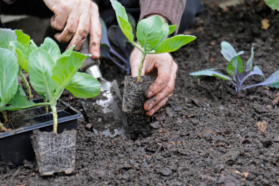 Phân bò Organic được biết đến là nguồn dinh dưỡng cao thuộc thành phần hữu cơ tốt cho cây trồng. Và việc người nông dân sử dụng phân bò để bón cho cây trồng trong chăn nuôi dường như đã quá quen thuộc.