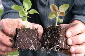 Bột sinh rễ hay ta thường gọi thuốc kích rễ, thuốc kích thích ra rễ,... thuốc này có tác dụng giống như tên ta gọi nó. Chúng giúp kích thích rễ làm cho cây phát triển hệ thống rễ khỏe mạnh. Rễ càng nhiều, chắc và khỏe thì cây càng khỏe mạnh, độ tăng trưởng cao.