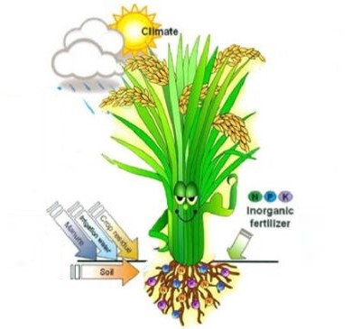 Bột vi lượng sắt được biết đến là vai trò hoạt hóa các loại enzym liên quan đến quá trình sinh hóa của cây. Sắt góp phần hình thành chất diệp lục, quá trình quang hợp và hô hấp cũng diễn ra mạnh mẽ hơn. Nhờ vậy mà lá cây không bị vàng úa sớm, từ đó phát triển được tốt hơn.