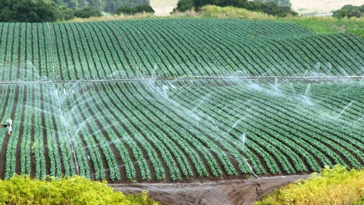 Bột sinh rễ hay ta thường gọi thuốc kích rễ, thuốc kích thích ra rễ,... thuốc này có tác dụng giống như tên ta gọi nó. Chúng giúp kích thích rễ làm cho cây phát triển hệ thống rễ khỏe mạnh. Rễ càng nhiều, chắc và khỏe thì cây càng khỏe mạnh, độ tăng trưởng cao.