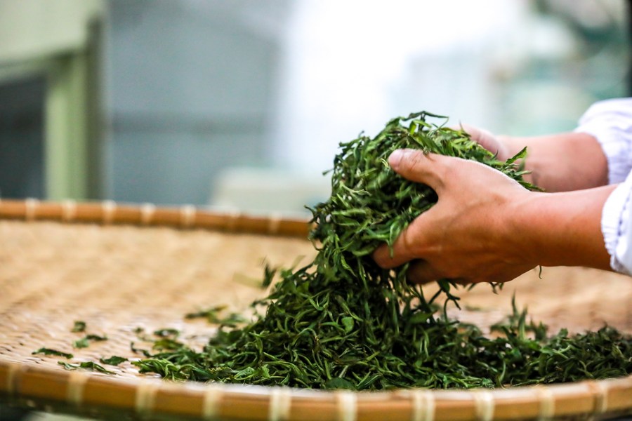 Quy trình sản xuất trà túi lọc trải qua nhiều công đoạn