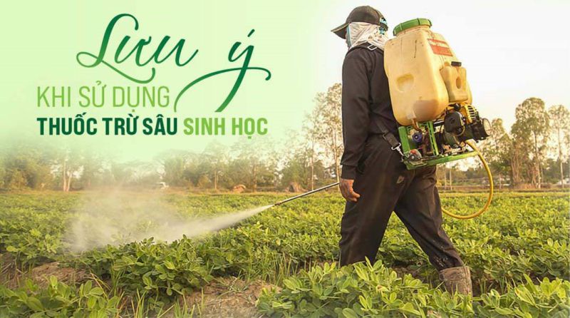 Thuốc trừ sâu sinh học được biết đến là chế phẩm có nguồn gốc từ tự nhiên, dùng để diệt trừ các thành phần sâu có hại cho cây để giúp chúng phát triển nhanh chóng và cho ra kết quả vượt trội.