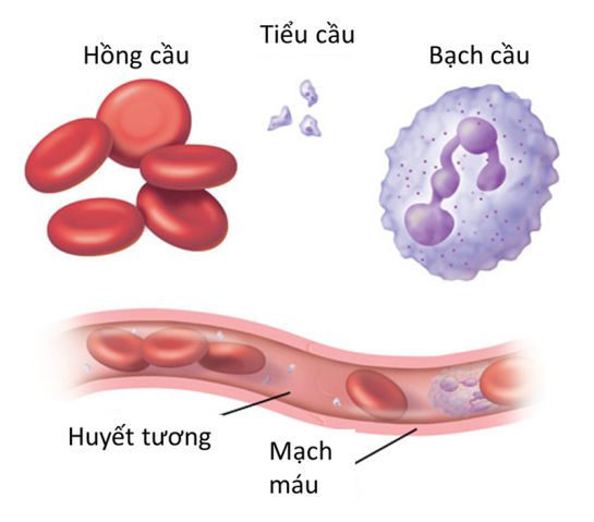 Hạt mè đen, vừng đen hay còn được gọi với cái tên là Hắc chi ma, là 1 loại gia vị đã xuất hiện khá lâu và hiện chúng khá phổ biến, có mặt ở hầu hết các gian bếp trong gia đình.