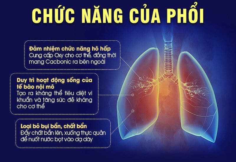 Thực phẩm có hại cho phổi - là tác nhân làm bạn trở nên khó thở, làm đau ngực khi ho hoặc là thở khò khè rất khó thở. Nguyên nhân có thể là do nguồn dinh dưỡng không đảm bảo, hay do cách ăn uống của chúng ta không lành mạnh, hay nạp quá nhiều thực phẩm không tốt vào cơ thể,...