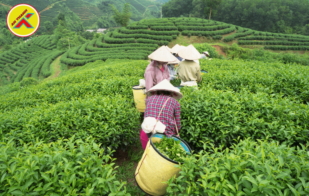 Đồi trà được người dân thu hoạch