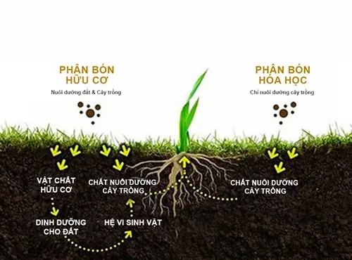 Phân bón sinh học hay còn có tên gọi khác là phân bón hữu cơ sinh học, chúng được sản phẩm được sản xuất từ các nguyên liệu hữu cơ trộn lẫn với nhau và xử lý các công đoạn bằng cách lên men. Bên cạnh đó, có một hoặc nhiều hơn thế các loại vi sinh vật có lợi để tăng và cân bằng hàm lượng các chất dinh dưỡng cần thiết cho cây trồng.