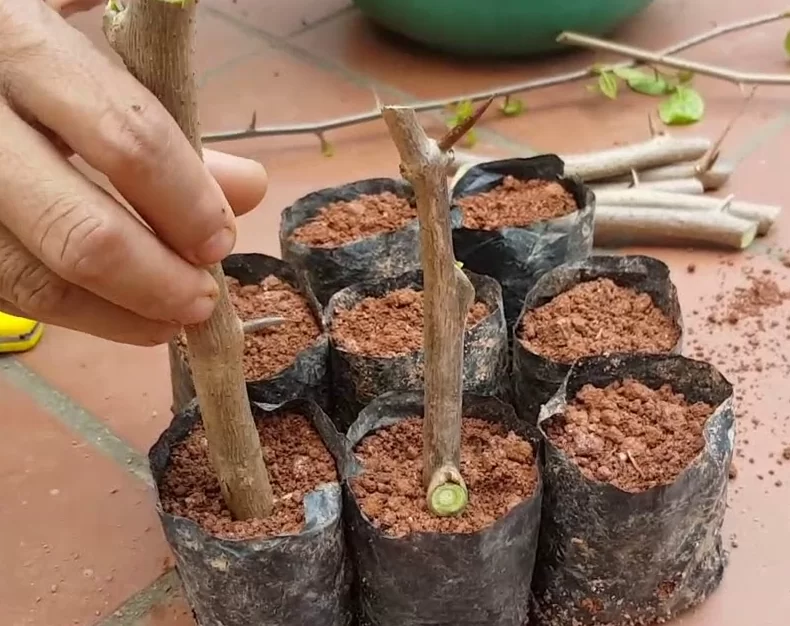 Bột kích rễ hay còn gọi với các tên khác là thuốc kích thích ra rễ, chúng được sử dụng nhiều trong thời gian giâm – chiết cành, tưới gốc, tưới lá, ủ hạt giống… giúp cây phát triển và phục hồi bộ rễ bị suy yếu hay thối quá dạng nhẹ do vận chuyển hoặc do điều kiện thời tiết bất lợi.