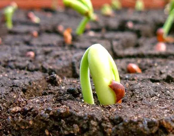 Phân bón sinh học hay còn có tên gọi khác là phân bón hữu cơ sinh học, chúng được sản phẩm được sản xuất từ các nguyên liệu hữu cơ trộn lẫn với nhau và xử lý các công đoạn bằng cách lên men. Bên cạnh đó, có một hoặc nhiều hơn thế các loại vi sinh vật có lợi để tăng và cân bằng hàm lượng các chất dinh dưỡng cần thiết cho cây trồng.