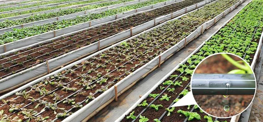 Phân tan chậm có kiểm soát (Controlled Release Fertilizer - CRF) là một loại phân bón dạng hạt giải phóng chất dinh dưỡng dần dần vào đất (tức là với một khoảng thời gian giải phóng có kiểm soát ).