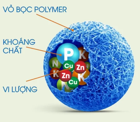 Phân tan chậm có kiểm soát (Controlled Release Fertilizer - CRF) là một loại phân bón dạng hạt giải phóng chất dinh dưỡng dần dần vào đất (tức là với một khoảng thời gian giải phóng có kiểm soát ).