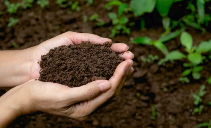 Phân bò Organic được biết đến là nguồn dinh dưỡng cao thuộc thành phần hữu cơ tốt cho cây trồng. Và việc người nông dân sử dụng phân bò để bón cho cây trồng trong chăn nuôi dường như đã quá quen thuộc.