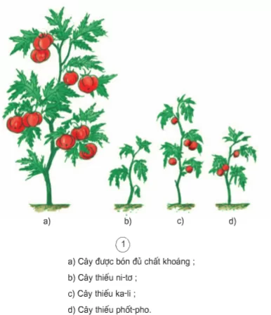 Phân tan chậm có kiểm soát (Controlled Release Fertilizer - CRF) là một loại phân bón dạng hạt giải phóng chất dinh dưỡng dần dần vào đất (tức là với một khoảng thời gian giải phóng có kiểm soát ).