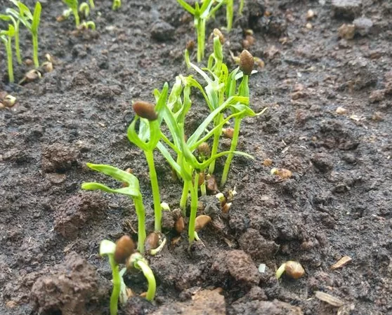 Bột sinh rễ hay ta thường gọi thuốc kích rễ, thuốc kích thích ra rễ,... thuốc này có tác dụng giống như tên ta gọi nó. Chúng giúp kích thích rễ làm cho cây phát triển hệ thống rễ khỏe mạnh. Rễ càng nhiều, chắc và khỏe thì cây càng khỏe mạnh, độ tăng trưởng cao.