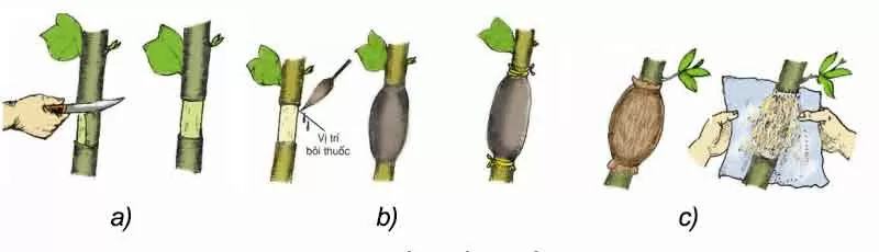 Phân kích thích tăng trưởng hay còn gọi là chất điều hòa sinh trưởng - là những chất được sinh ra trong cây để điều khiển các quá trình sinh trưởng phát triển của cây. Trong suốt đời sống, cây phải trải qua nhiều giai đoạn phát triển như nảy mầm, lớn lên, ra hoa, kết quả.