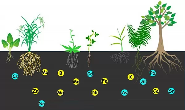 Phân kích thích tăng trưởng hay còn gọi là chất điều hòa sinh trưởng - là những chất được sinh ra trong cây để điều khiển các quá trình sinh trưởng phát triển của cây. Trong suốt đời sống, cây phải trải qua nhiều giai đoạn phát triển như nảy mầm, lớn lên, ra hoa, kết quả.