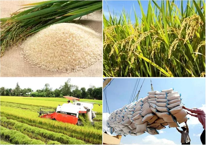 Gạo xuất khẩu của Việt Nam tính tới thời điểm hiện nay đang được xếp thứ 2 trên thế giới. Là 1 trong các nước có việc xuất khẩu gạo chất lượng hàng đầu thế giới, nhưng gạo Việt chưa được biết đến ở các nước có truyền thống ăn gạo hay trên thị trường khó tính như Châu Âu, Mỹ, Nhật,...